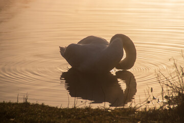 A swan on the lake as the morning fog crosses over the sky 