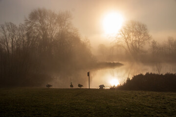 A swan on the lake as the morning fog crosses over the sky 