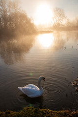 A swan on the lake as the morning fog crosses over the sky 