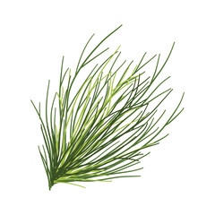 Dill branch isolated on white background. Vector illustration for your design