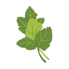 Mint leaves icon. Organic healthy and fresh food theme. Isolated design. Vector illustration