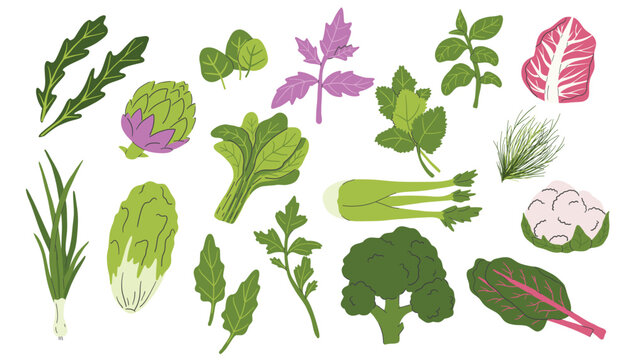 Set of green vegetables, salad leaves and herbs isolated on white. Parsley, Green lettuce, Cilantro, Celer, Lemongrass, Basil, Dill, Kale, Spinach, Radicchio and artichoke