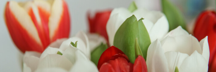 Naklejka premium Spring Gift: Bright Tulip Bouquet for a Special March 8th Celebration