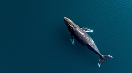 Humpback whale ocean surface aerial view, calm water, wildlife conservation