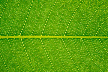 structure of leaf natural background. Nature foliage abstract of leave texture for showing concept of green business