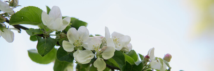Blooming Apple tree branches with white flowers close-up.