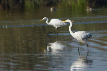 great white egret looks to the left, great egrets wading through the water , white birds with yellow beak, white feathers, calm scene, great white bird	
