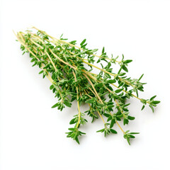 Fresh thyme sprigs on clean white background isolated design