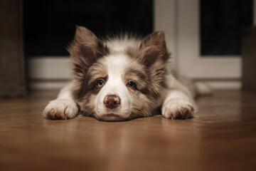 A small border collie puppy sleeps funny on the floor in the room.
