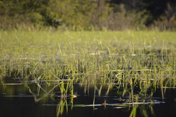 Reeds in the River