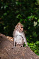 Macaca fascicularis, crab-eating macaque, long-tailed macaque relaxing in Monkey Forest, Ubud, Bali, Indonesia. Close up. Cute Monkey. Animal in wild nature
