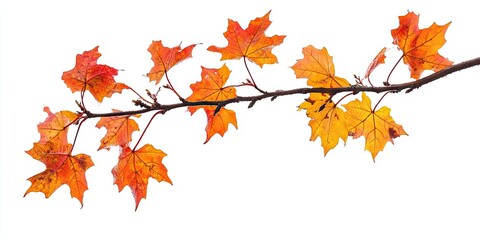 Fototapeta premium Autumn maple branch with vibrant orange and yellow leaves positioned diagonally on a white background creating a fresh seasonal aesthetic