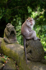 Macaca fascicularis, crab-eating macaque, long-tailed macaque relaxing in Monkey Forest, Ubud, Bali, Indonesia. Close up. Cute Monkey. Animal in wild nature