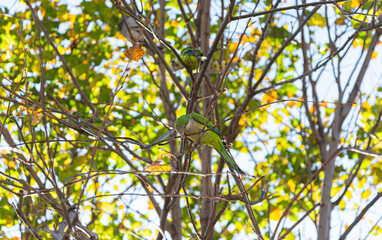 Monk parakeet (Myiopsitta monachus) parrot in Barcelona, Spain