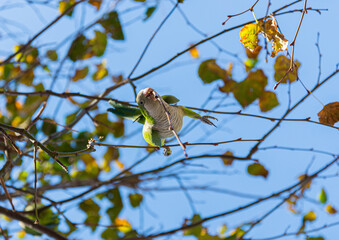 Monk parakeet (Myiopsitta monachus) parrot in Barcelona, Spain