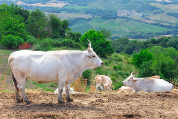 Cow is resting on a background of hilly landscape
