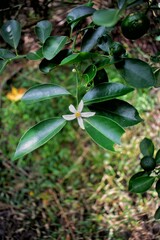 musk tamarind tree which is flowering and bearing fruit