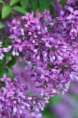 lilac colour of lilac flowers close up, pink flowers of a bunch of lilacs close up 