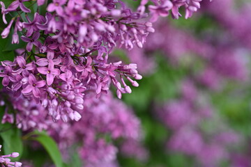 lilac colour of lilac flowers close up, pink flowers of a bunch of lilacs close up 
