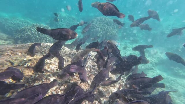 Beautiful reef and parrotfish while swimming at Dimaniyat Island, Muscat, Oman
