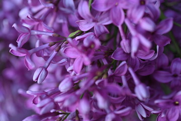 Fototapeta premium lilac colour of lilac flowers close up, pink flowers of a bunch of lilacs close up 