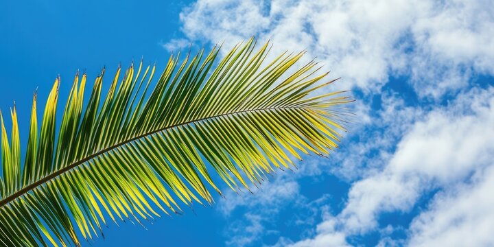 Tropical palm leaf in green and yellow hues extending diagonally against a vibrant blue sky adorned with fluffy white clouds evoking summer vibes