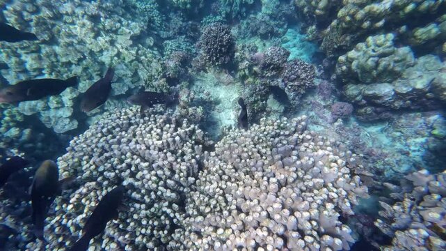Beautiful reef and parrotfish while swimming at Dimaniyat Island, Muscat, Oman
