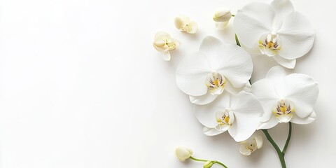 Obraz premium White orchid flowers with yellow centers elegantly arranged on a pristine white background showcasing delicate petals and soft shadows.