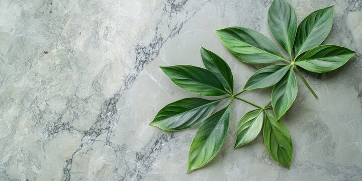 Tropical schefflera plant leaves in vibrant green arranged on light grey marble surface captured from above with ample negative space for text