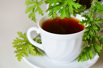 herbatka z geranium w białej filiżance, ziołowa herbata z geranium, Pelargonium Graveolens, geranium tea in a white cup,  tea and geranium leaf, herbal tea with geranium, black tea with geranium leaf