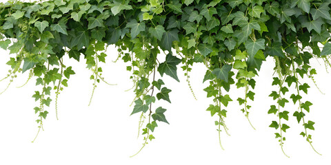 green leaves background