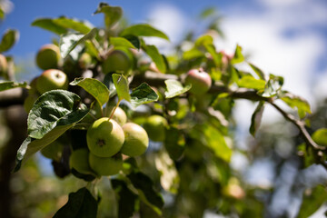 apple tree orchid grow blue sky branch fruit