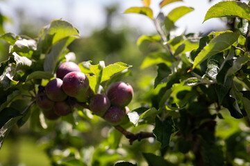apple tree orchid grow blue sky branch fruit