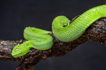 Green Snake in close up, part 8