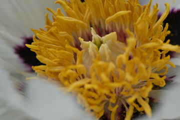 yellow middle of pistil and stamen white tree peony flower close up, white peony flower macro