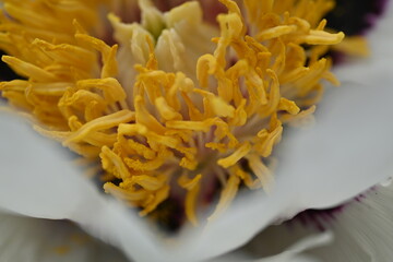 yellow middle of pistil and stamen white tree peony flower close up, white peony flower macro