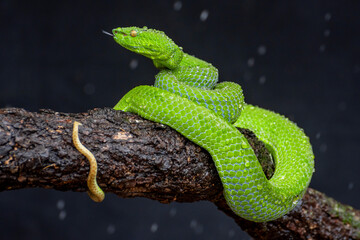 Green Snake in close up, part 6