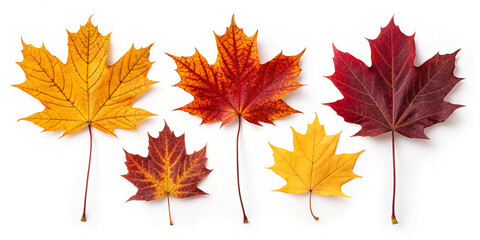 Collection Set of Yellow, Orange, Red, and Maroon Autumn Leaves: A Representation of Seasonal Beauty