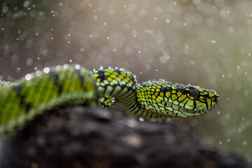 Green Viper snake in close up, part 14