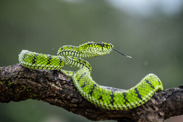 Green Viper snake in close up, part 11