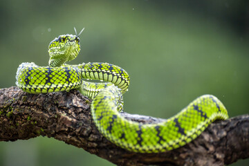 Green Viper snake in close up, part 10