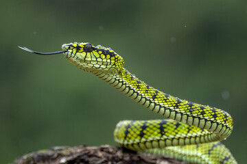 Green Viper snake in close up, part 9