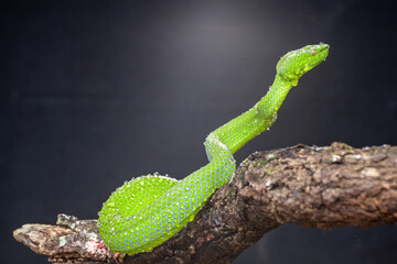 Green Snake in close up, part 4
