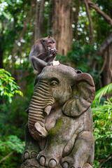 Macaca fascicularis, crab-eating macaque, long-tailed macaque eating sweet potato in Monkey Forest, Ubud, Bali, Indonesia. Close up. Cute Monkey. Animal in wild nature