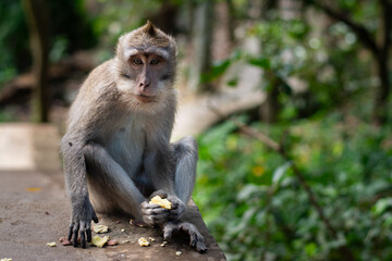 Macaca fascicularis, crab-eating macaque, long-tailed macaque eating sweet potato in Monkey Forest, Ubud, Bali, Indonesia. Close up. Cute Monkey. Animal in wild nature