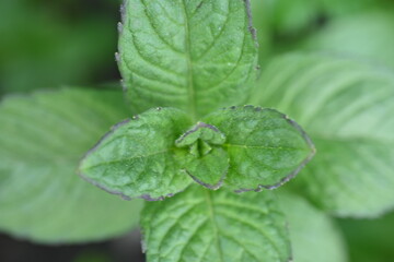 mint leaves close-up, young mint leaves for mojitos close-up 