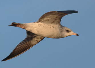 seagull in flight
