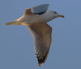 seagull in the sky