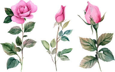 Fototapeta premium set of pink roses