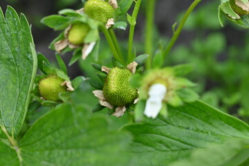 Strawberry plant in spring with a white blossom and developing green berries. The close-up view highlights the early growth stages of strawberries, symbolizing gardening, agriculture, organic farming,